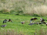 FZ023035 Red kites (Milvus milvus) and Buzzards (Buteo buteo).jpg